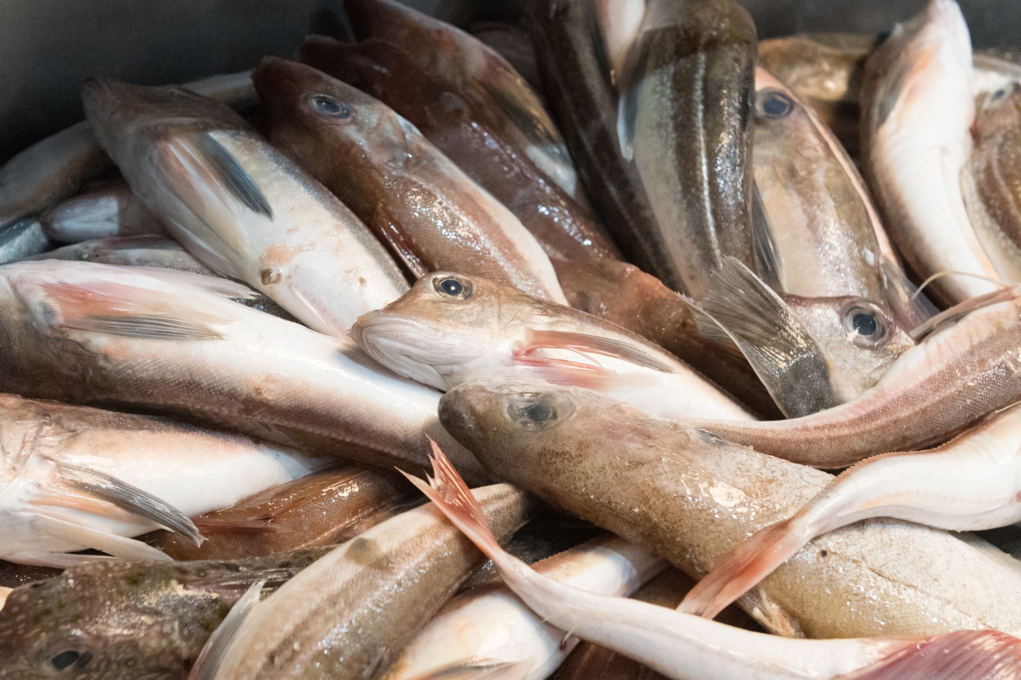 20230304   Fotoshoot IJmuiden   035